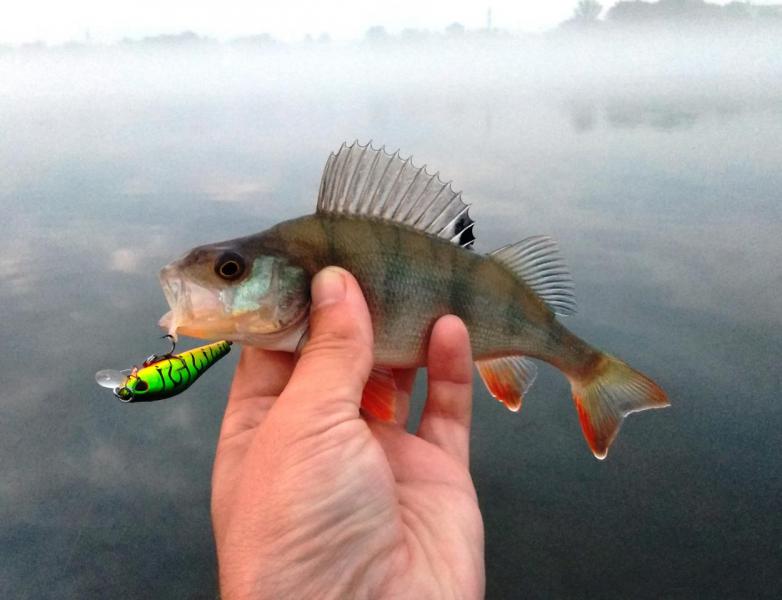 Прикрепленное изображение
