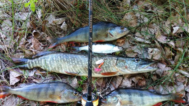 Тони 5гр. Мюран.jpg