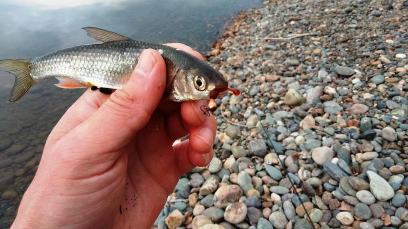 1 гр. вольфр морм-ка (вайтб 0.8).jpg