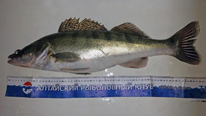 Судак 3.jpg