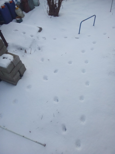 IMG_20201117_093403.jpg