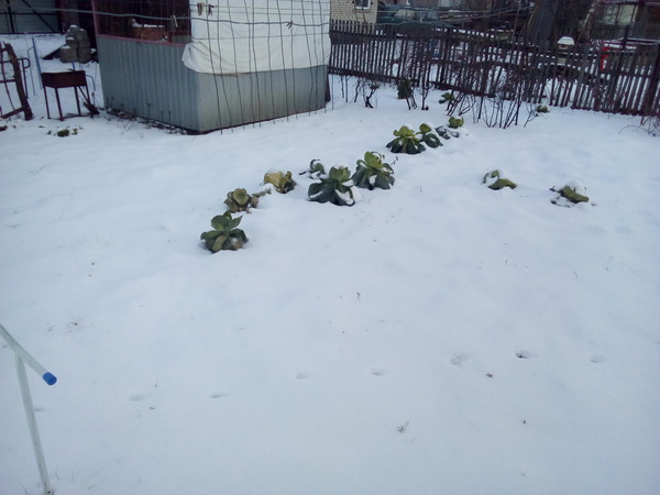 IMG_20201117_095547.jpg