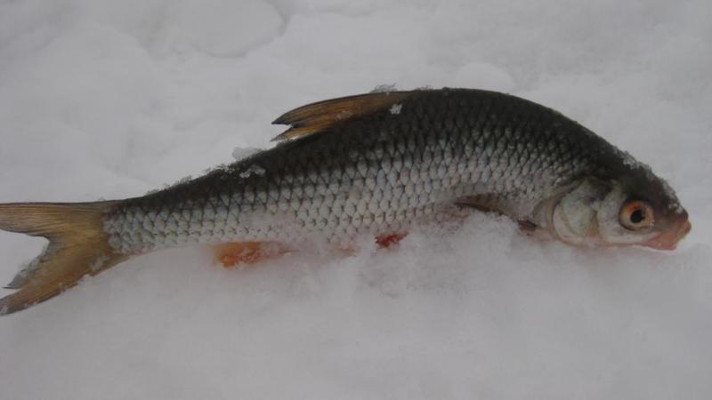 Прикрепленное изображение