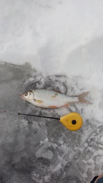 Прикрепленное изображение