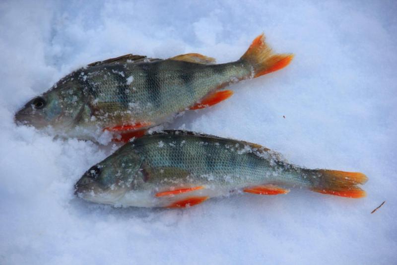 Прикрепленное изображение