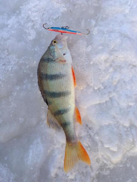 Прикрепленное изображение