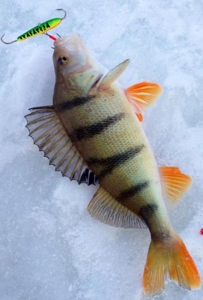 Прикрепленное изображение