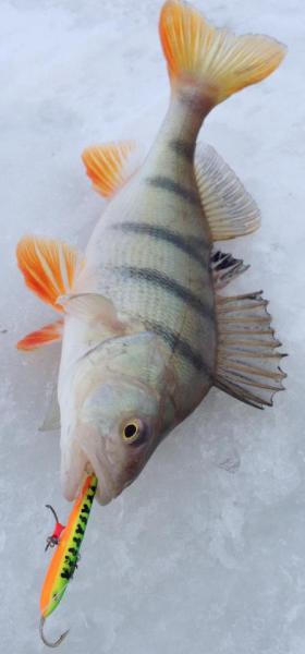 Прикрепленное изображение