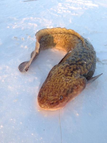 Прикрепленное изображение