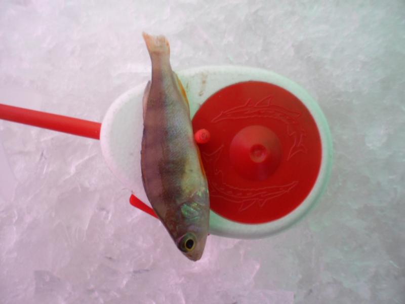 Прикрепленное изображение