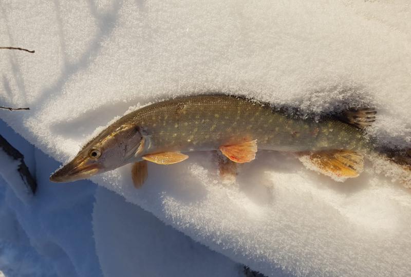 Прикрепленное изображение