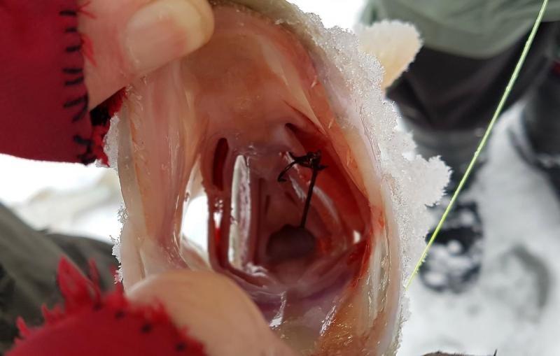 Прикрепленное изображение