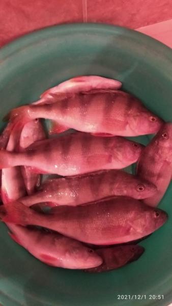 Прикрепленное изображение: IMG_20211201_205117.jpg