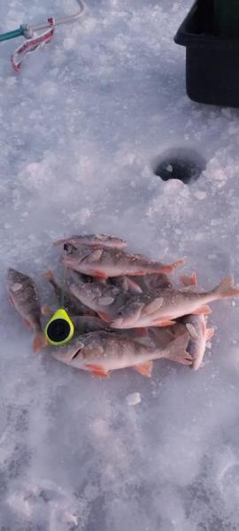 Прикрепленное изображение: IMG-20211201-WA0000.jpg