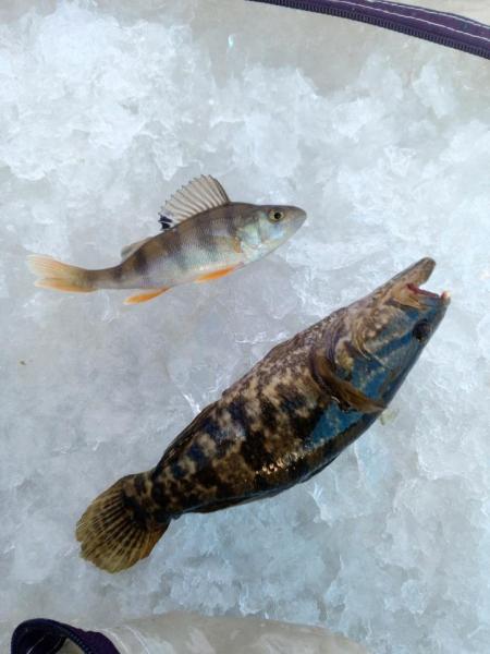 Прикрепленное изображение