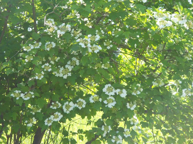 DSCN6110.JPG