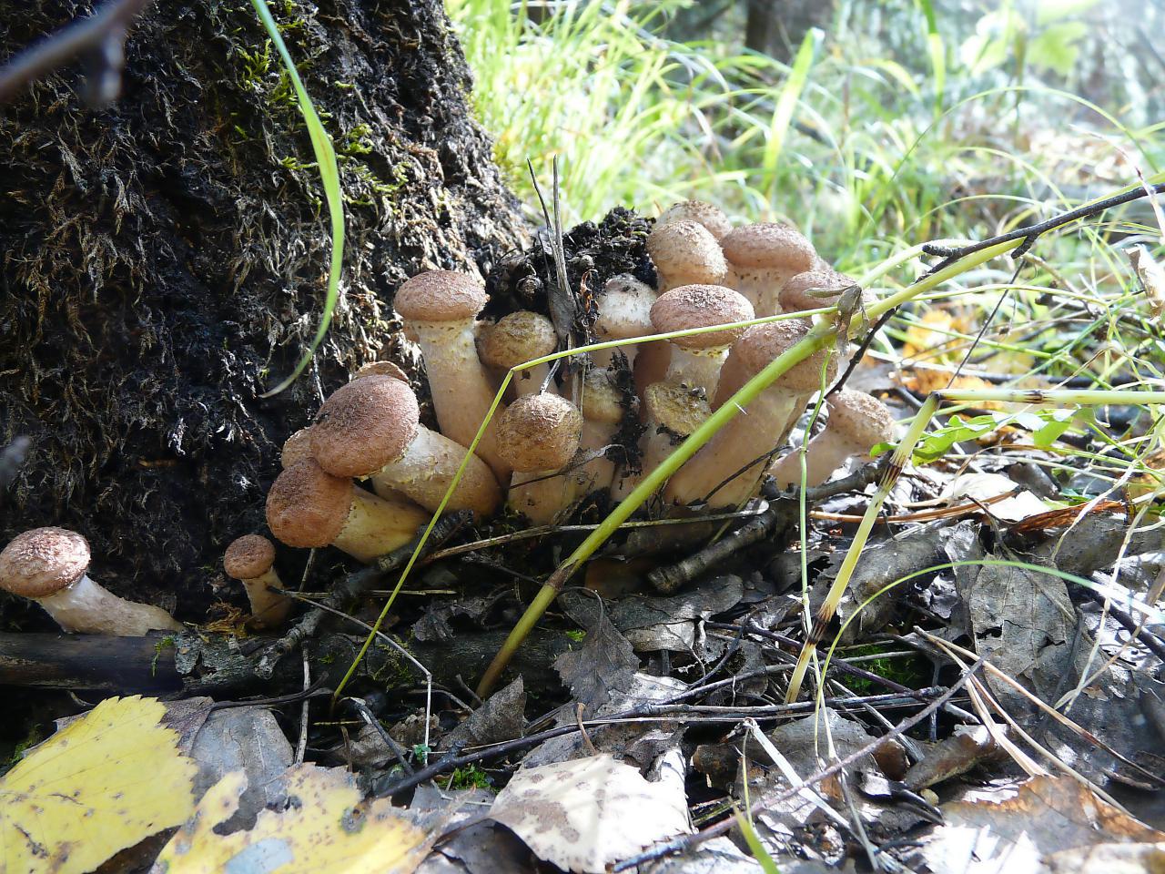 фото грибы опята в лесу осенью
