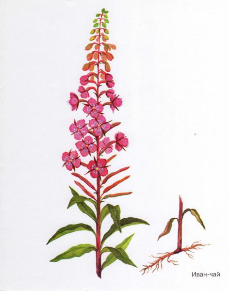 Willow-herb.jpg