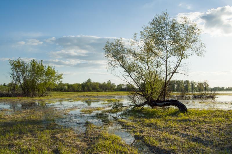 деревце в воде.jpg