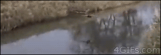 лёд и утки.gif