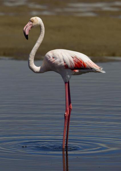обыкновенный фламинго1.jpg