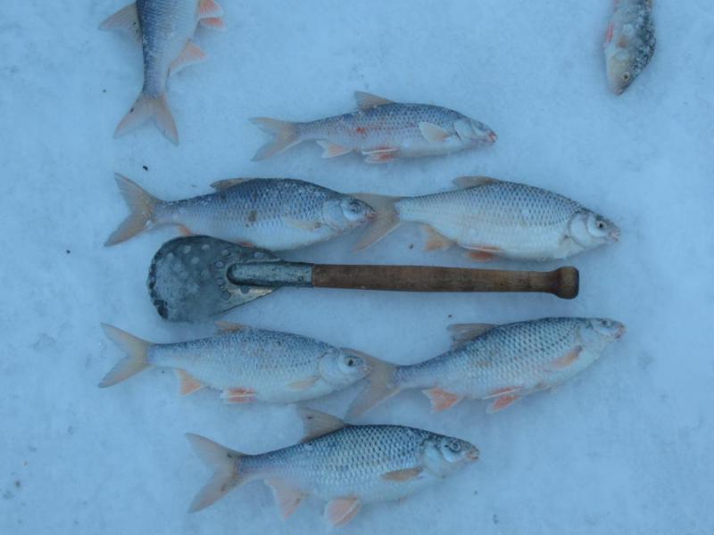 зима 2016 (рыбалка ) 034.jpg