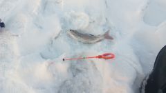 IMG 20170302 WA0004