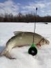 Лучшая рыбалка за эту зиму!!!