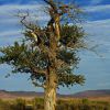 Последнее дерево Монголии)