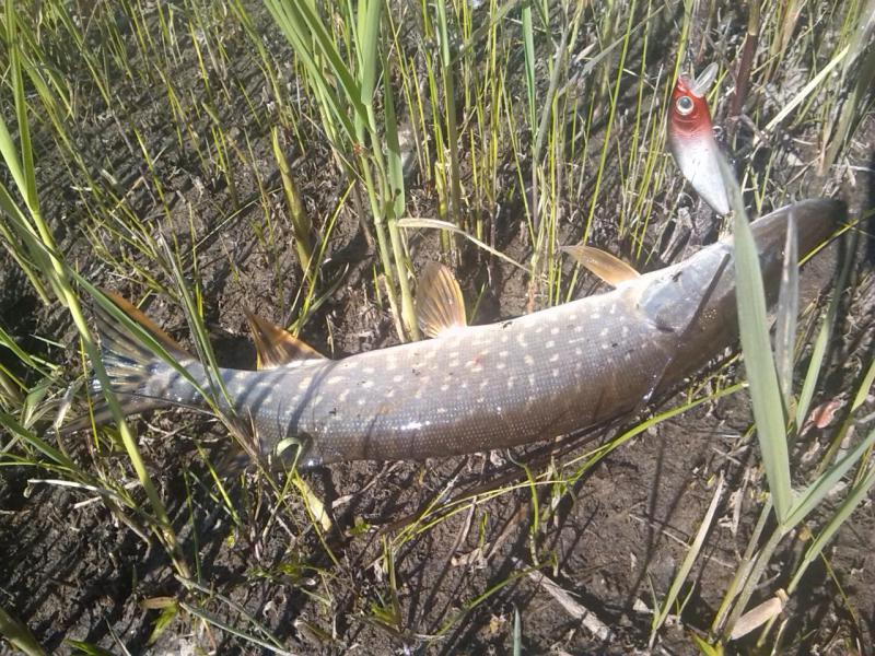 Прикрепленное изображение