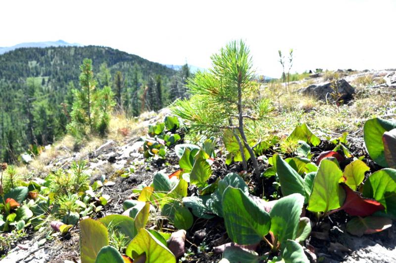 Прикрепленное изображение