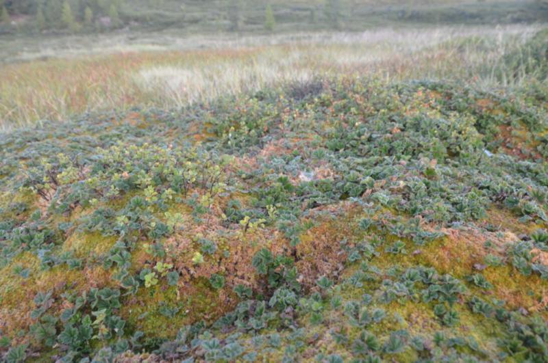 Прикрепленное изображение