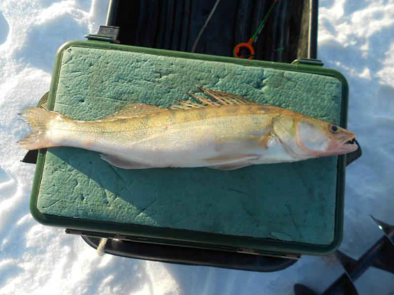 Прикрепленное изображение