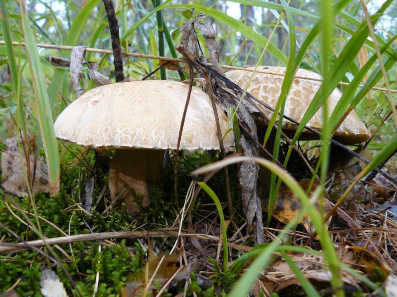 Прикрепленное изображение