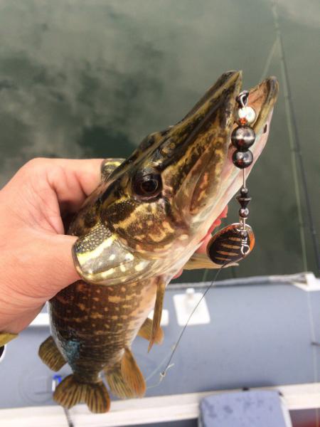 Прикрепленное изображение