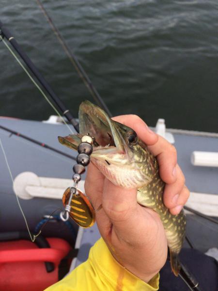 Прикрепленное изображение