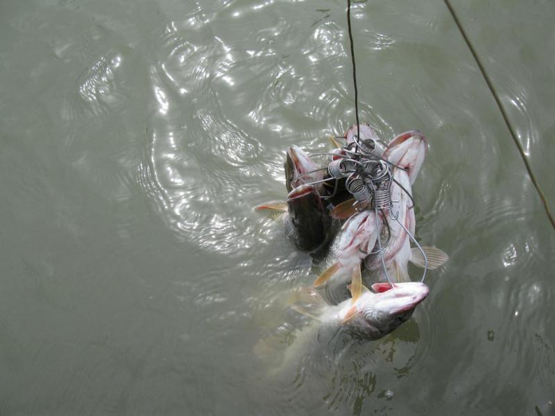 Прикрепленное изображение