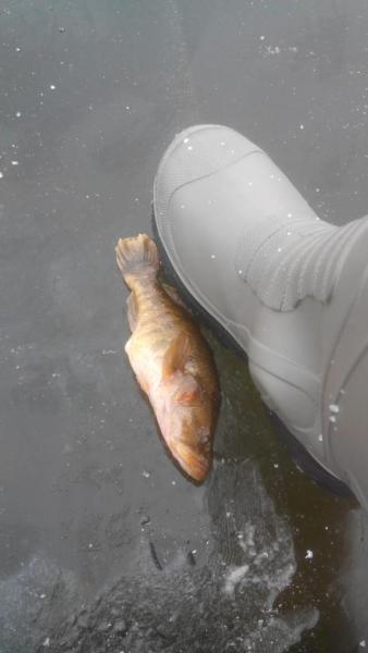 Прикрепленное изображение