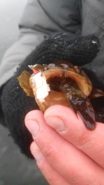 Прикрепленное изображение