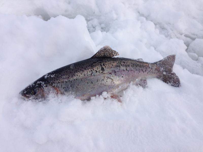 Прикрепленное изображение