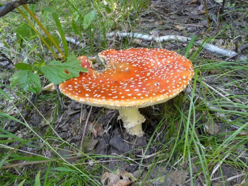 Прикрепленное изображение