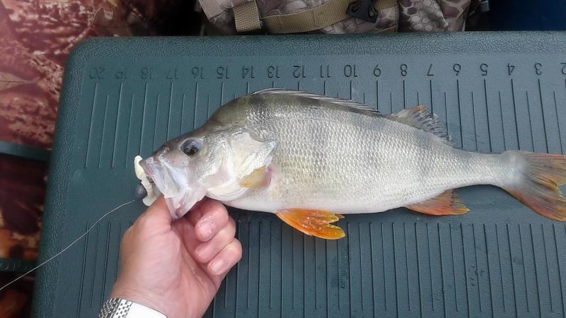 Прикрепленное изображение