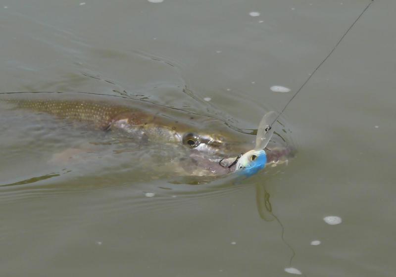 Прикрепленное изображение