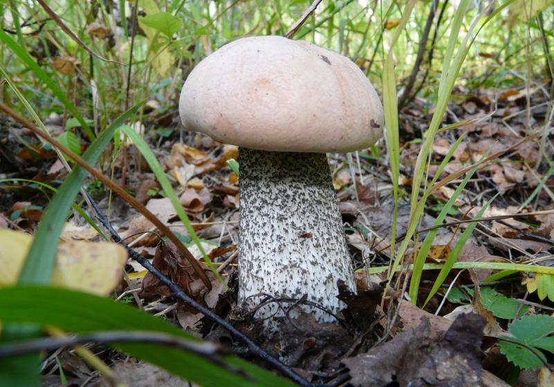 Прикрепленное изображение