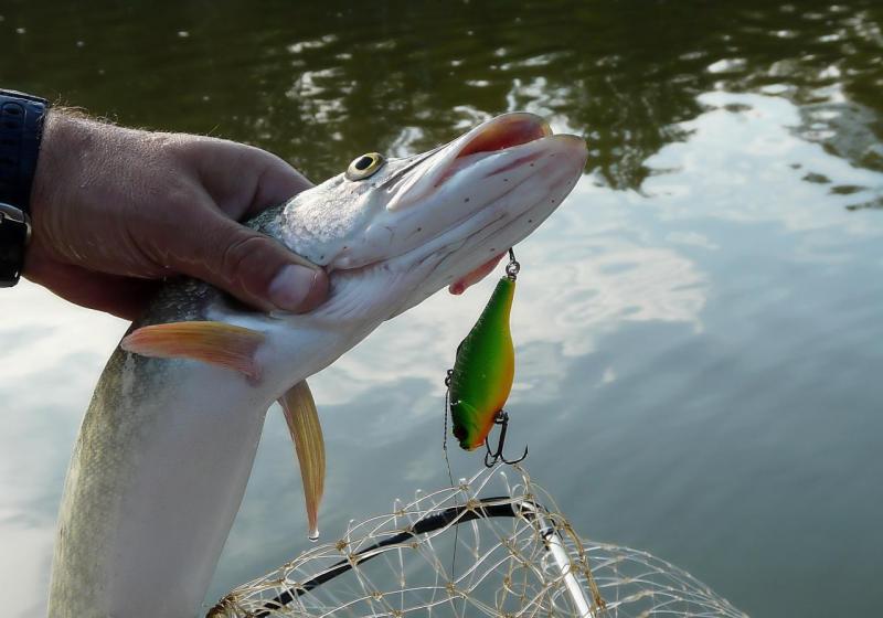 Прикрепленное изображение