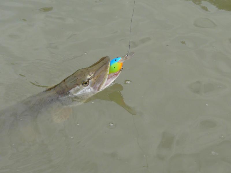 Прикрепленное изображение