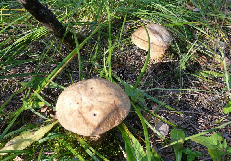 Прикрепленное изображение