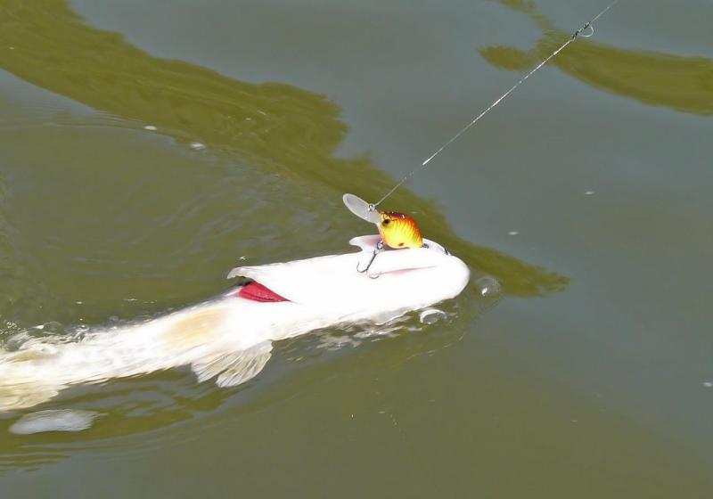 Прикрепленное изображение