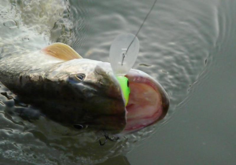 Прикрепленное изображение