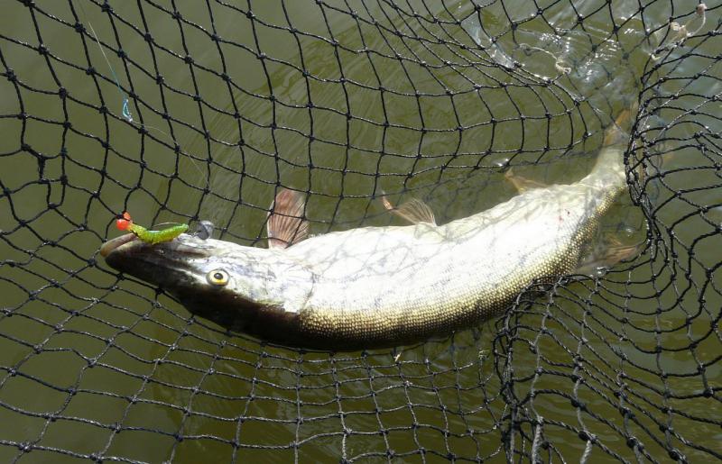 Прикрепленное изображение